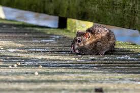 Warning As Mice And Rats Enter Dublin