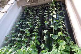 Vertical Gardening Vines And Climbers