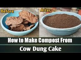 How To Make Compost From Cow Dung Cake