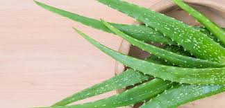 Safe Use Of Aloe Vera For Your Dog