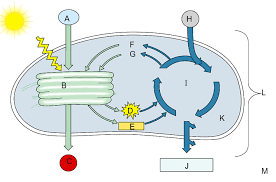 Photosynthesis Diagram Quizlet