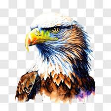 Vibrant Eagle S Head Painting
