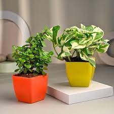 Buy Plants In Abad Plant