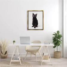 Black Cat Expressive Eyes Pet Portrait