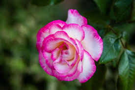 Rose For My Garden