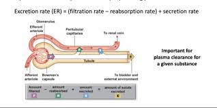 Renal Filtration Clearance Flashcards