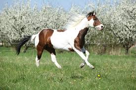 Paint Horse Images