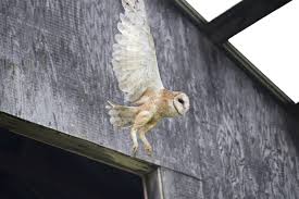 Barn Owls Facing Eviction