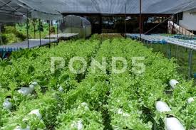 Pvc Pipe Organic Lettuces Grown