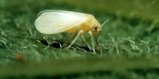 Stop Whiteflies On Plants Now