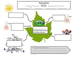 Mac 7th Grade Photosynthesis Diagram