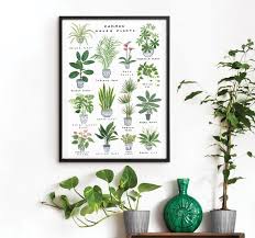 House Plants Poster Print Botanical Art