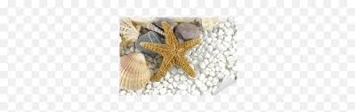 Aquarium Decor Png Starfish Small Icon