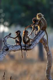 Fine Art Photo Print Of A Monkey Family