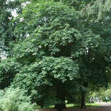 Tree Nursery Uk