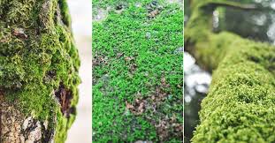 Landscaping With Moss Can Create A
