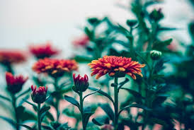 Flower Of The Month Chrysanthemum Frosts