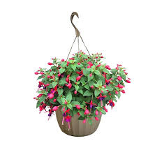 11 In Fuchsia Annual Hanging Basket