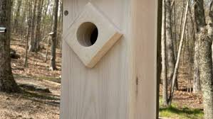 Screech Owl House Plans How To Build A