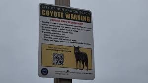 Coyote Warning Sign In Huntington Beach