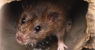Natural Ways To Banish Rats From