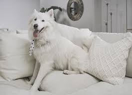 how to clean pet hair off of furniture