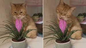 Cat Trying To Eat Plant Pretends To