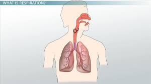 Respiration Equation Steps Types