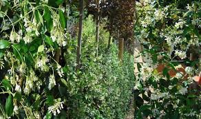 Climbing Plants Best Evergreen