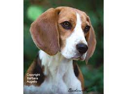 Beagle Flag Beagle Gift Beagle Art