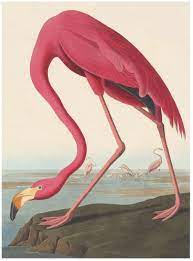 American Flamingo Vintage Style Canvas