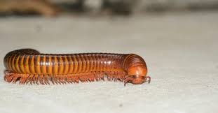 Millipede Animal Facts A Z Animals
