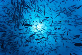 Ocean Fish Images