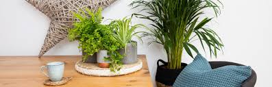 Best Coffee Table Plants To Refresh