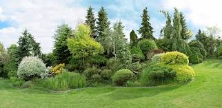 The Best Types Of Evergreen Trees And