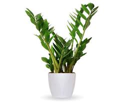 Indoor House Plants Pictures Names