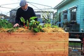 Raised Cypress Veggie Garden Beds