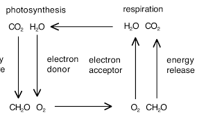 Respiration Redox Cycle