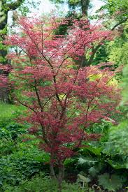 Acer Atropurpureum Upright Japanese