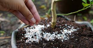 How To Add Calcium To Your Soil The