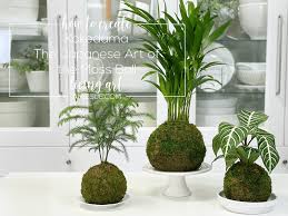 Kokedama Moss Ball Plant Table Top