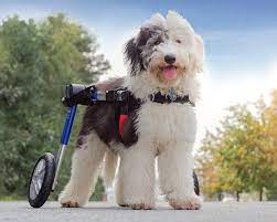 Equipment For Disabled Dogs Carts For