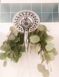 Hanging Eucalyptus In Your Shower