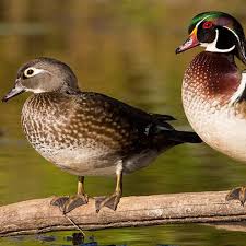 A Young Duck S Fancy Erie Reader