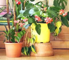 18 Most Beautiful Indoor Plants 5