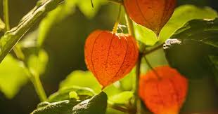 Grow And Care For Chinese Lantern