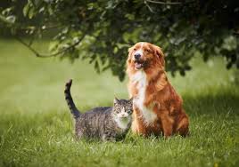 Pet Safe Flowers What Flowers Are