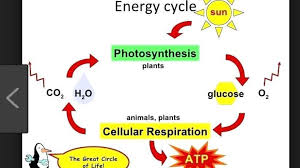 Cellular Respiration Biology Diagram