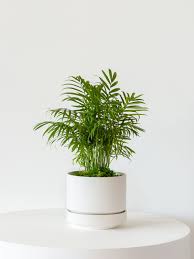 Pet Safe Houseplants Debunking Myths