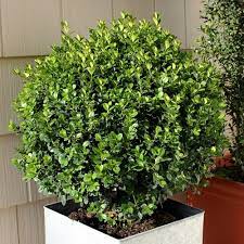 Shrubs For Containers